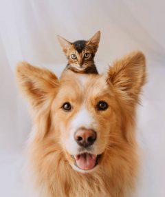 happy mixed breed dog portrait with a kitten on his head
